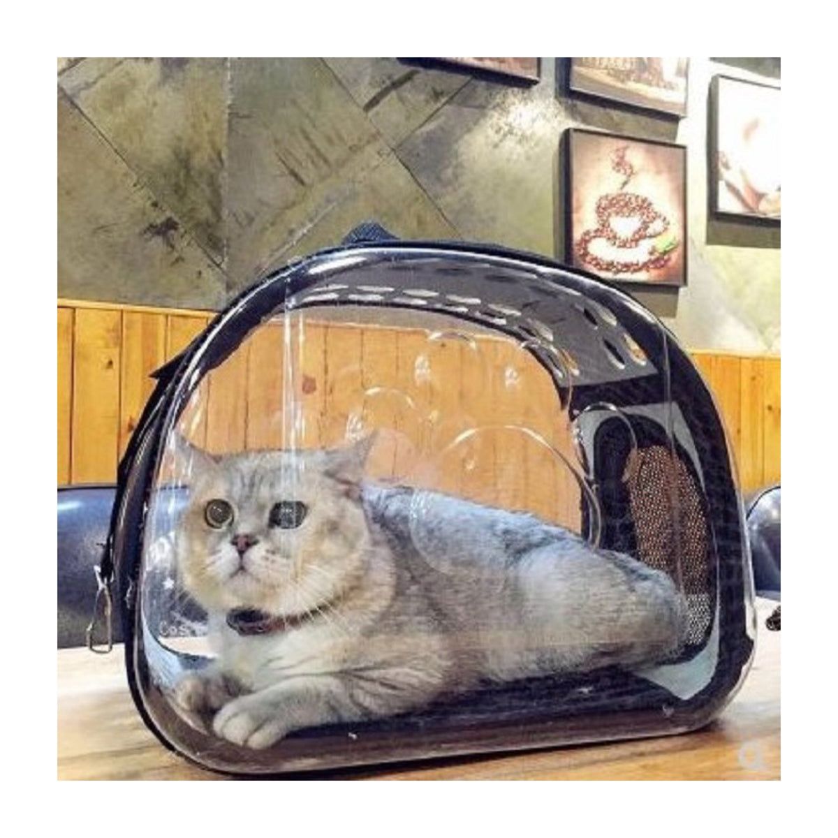 Shop for Cats