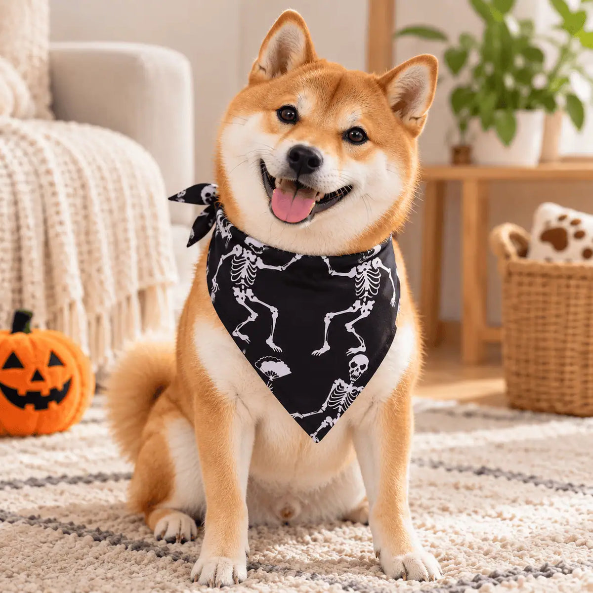 Dog wearing the black bandana printed with white dancing skeletons